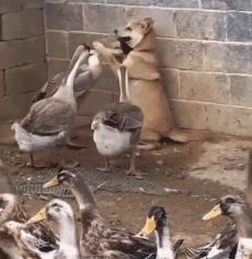 娱乐吃瓜鹅鸭视频下载,鹅鸭视频下载攻略,轻松获取热门娱乐内容