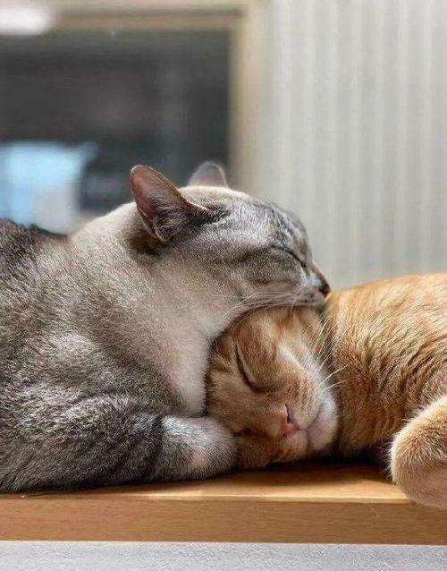 娱乐吃瓜酱猫妈,揭秘娱乐圈背后的温馨故事