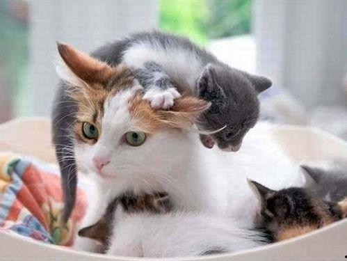 娱乐吃瓜酱猫妈,揭秘娱乐圈背后的温馨故事